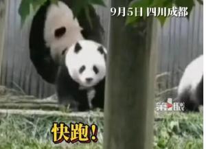 地震瞬间熊猫妈妈携幼崽室外避险 官方：大熊猫均平安