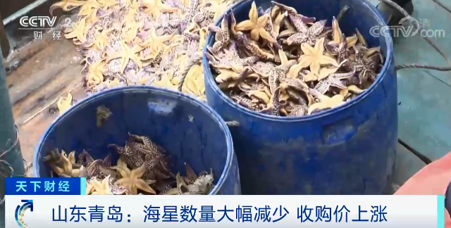 青岛胶州湾海星数量大幅减少,收购价上涨