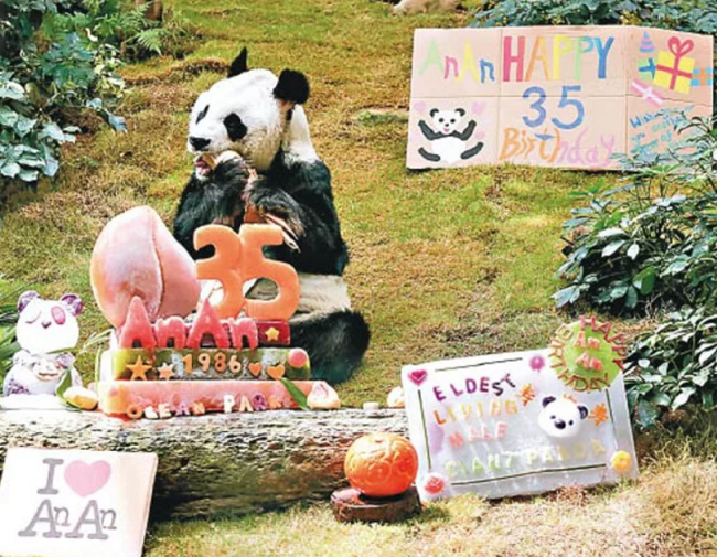 35岁大熊猫在香港接受安乐死：生前健康恶化