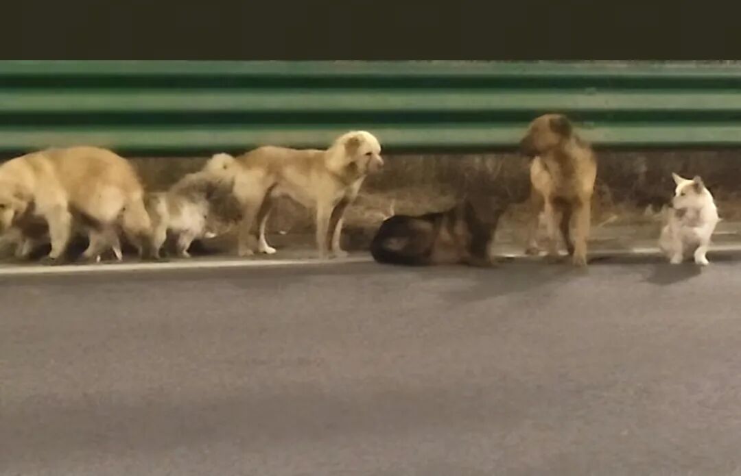 感动全网的“汪汪队”！同村7只狗被偷，结伴逃亡17公里回家，其中一只疑似受伤被其他小狗护在中间，救助基地：它们是邻居，一直一起玩耍