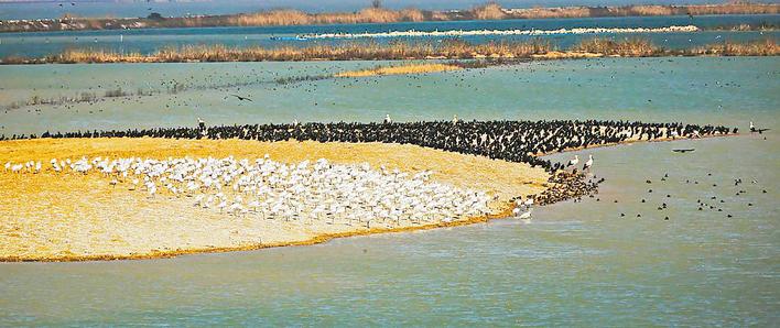 湿地大省护“肾”有方  湖北国家重要湿地总数居全国第一