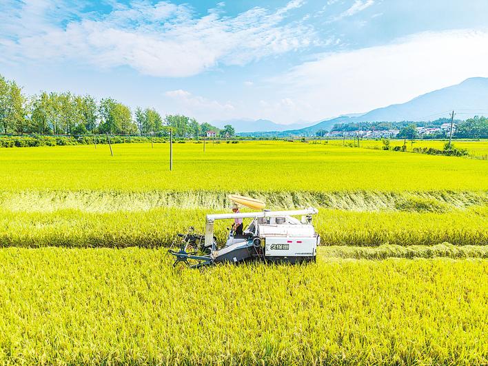 风雨过后见“丰”景 走近大户看收成