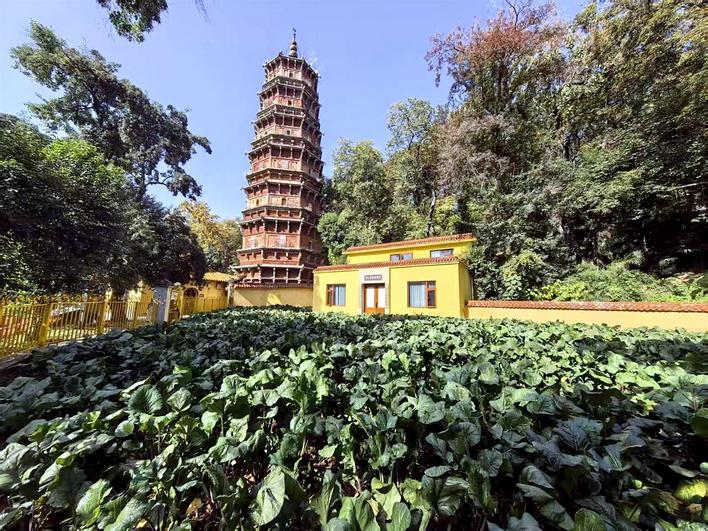 总种植面积增加 产量有望翻番  正宗“洪山菜薹”价格越来越亲民