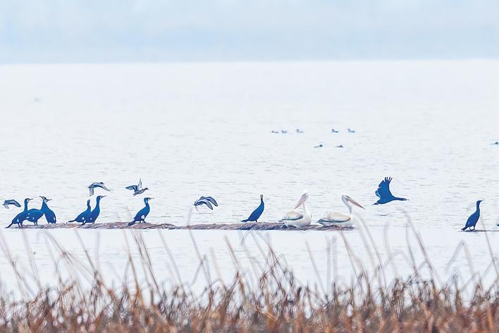 比大熊猫更为珍稀的“稀客”光顾江城  卷羽鹈鹕时隔3年重返沉湖
