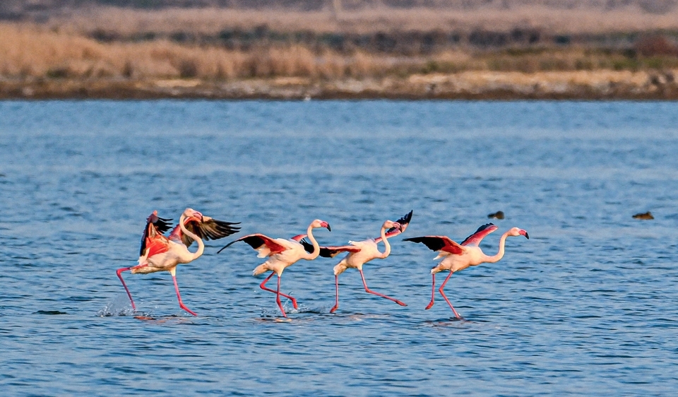又到一年鸟蹁跹