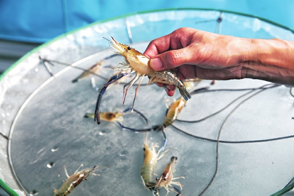 “淡水虾王”安家太原呼延村