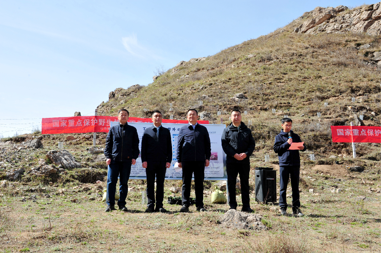 丁香叶忍冬野外回归活动在五台林局举行