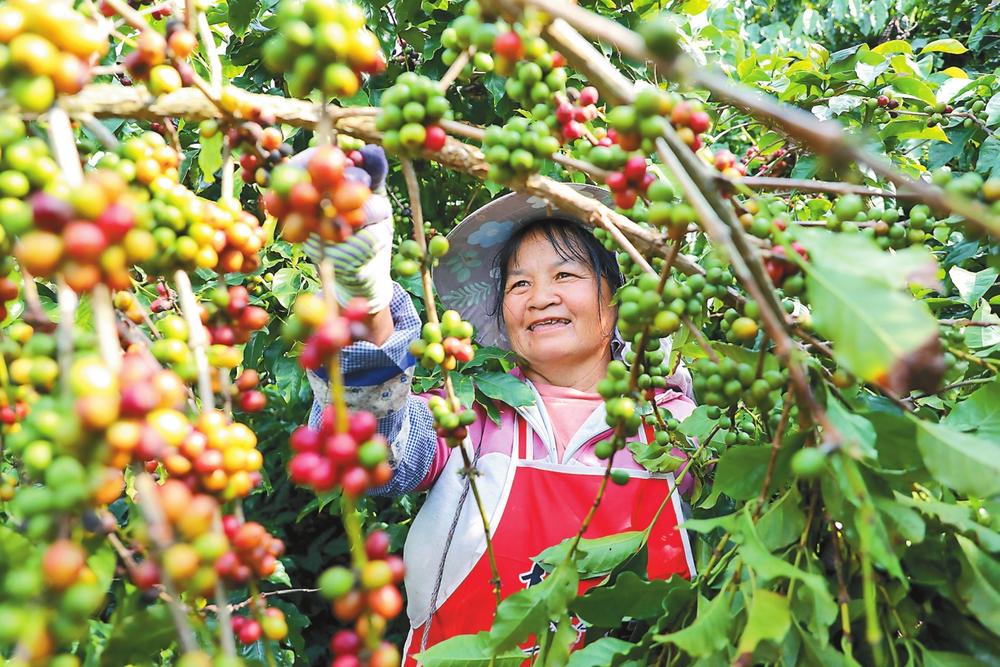 普洱宁洱县10.35万亩咖啡鲜果迎来采收期