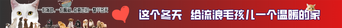 这个冬天 给流浪毛孩儿一个温暖的家