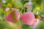 Jixian Apples: Bright Red and Crispy
