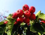 Zezhou Hawthorn: The Path to Rural Revitalization in the Fragrance of Red Berries