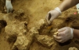 湖北发现距今100万年古人类头骨化石