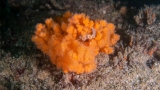 浙江发现省内迄今面积最大的穗软珊瑚群落