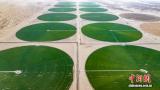 塔克拉玛干沙漠边缘现“绿色圆盘” 高效节水农业显成效