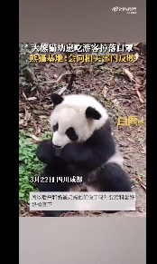 大熊猫幼崽吃游客掉落口罩