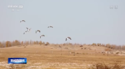 内蒙古科尔沁国家级自然保护区迎来大批候鸟