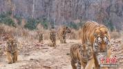我国首次记录野生东北虎“六虎同框” 罕见一胎五崽