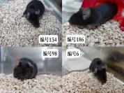 四只“飞天小鼠”名字揭晓 望天揽月追梦来