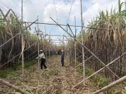 南方甘蔗1元一根北方甘蔗18元半根 价格落差引关注