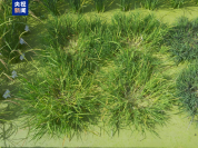 一种多收！我国科学家培育出多年生“长寿水稻”