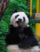 防熊猫“摸鱼”设电杆拦路？长隆回应 安全设施引发争议