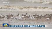 候鸟迎来迁徙季 各地全力守护鸟类家园