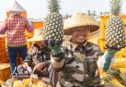 海南琼海：凤梨忙采收