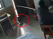 主人趁猫回屋迅速关门防止闯祸 网友：看来不是一次两次了