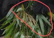 重庆动物园大熊猫食用竹子被指发霉 网友质疑引发关注