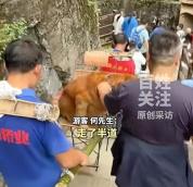 游客在景区偶遇轿夫抬狗 金毛体力不支享“特殊待遇”