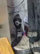 深圳多地“蛇出没” 剧毒眼镜蛇频现街头