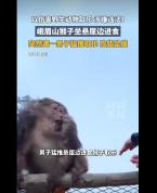 男子推峨眉山猴险致坠崖 景区:正调查 网友谴责漠视生命