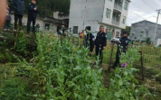 听信他人用罂粟泡水可治肚子疼，男子非法种植罂粟174株被依法行拘