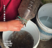 浙江舟山衢山岛迎来蜈蚣捉捕旺季