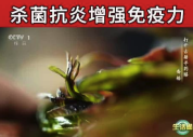 头茬香椿收购价与五花肉持平，返乡大学生热销春菜