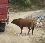 母牛被买走宰杀 公牛追车两里路 动物情感触动人心