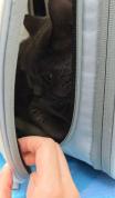 独居青年每月花5000元给猫续命 一场晚年生活的提前彩排