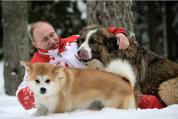 日本赠予普京的秋田犬已于去年离世 外交名犬的传奇落幕