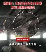 农户家禽接连失踪 消防员揪出大蟒蛇 猪圈惊现15斤巨蟒
