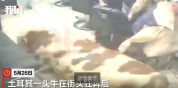 土耳其一头牛在街头狂奔最终被抓获 店内人员惊慌逃散