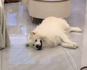 主人着急上班忘记给狗狗开空调了 网友:热成狗了