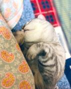 小猫每天都在宝宝的被窝里 安全隐患不容忽视