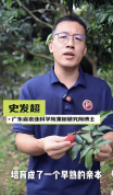 全球首个荔枝×龙眼杂交新品种“怀石”大面积挂果