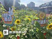 老师将花束分送祝学生“一举夺葵” 600余株向日葵盛放送祝福