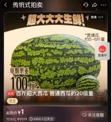 120斤“西瓜王”即将拍卖 1元起拍引关注