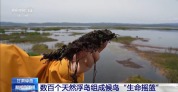 扎堆盖房？探访尕海湿地候鸟“育儿所”