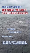 武汉东湖再现“鱼跃龙门” 端午佳节添吉祥