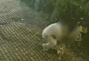 男子踩踏猫咪尾巴致其骨折 恶意行为引发众怒