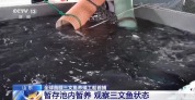 全球首艘三文鱼养殖工船“苏海1号”完成首捕