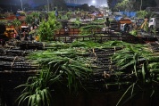 昔日全球第二大食糖出口国正在“退场”
